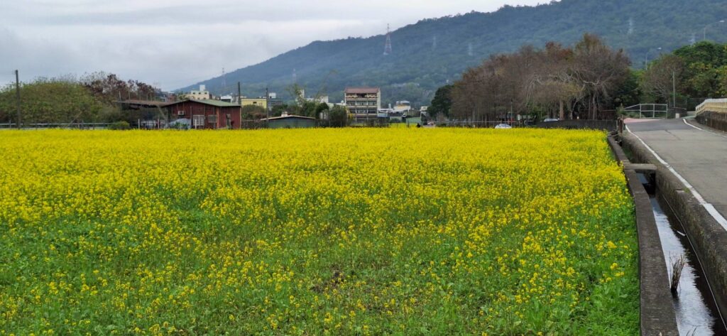 三義黃金花海閃耀登場